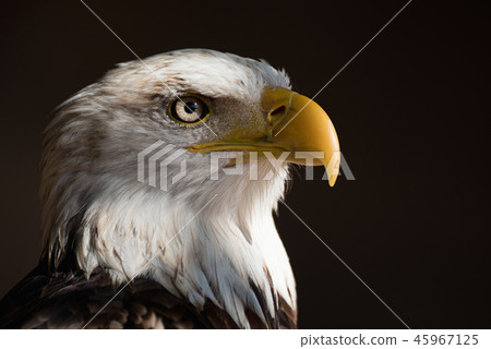 Portrait white-tailed eagle bald eagle 45967125