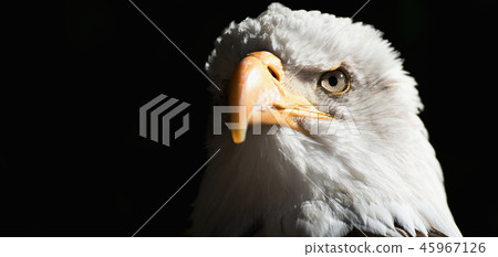 Portrait white-tailed eagle bald eagle 45967126