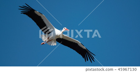 Flying stork under blue sky (Ciconia ciconia) 45967130