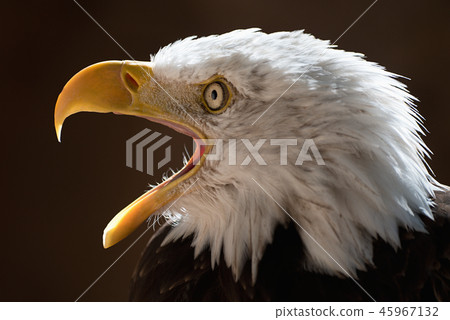American eagle with open beak American eagle with open beak 45967132