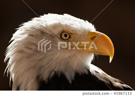 Portrait white-tailed eagle bald eagle 45967133