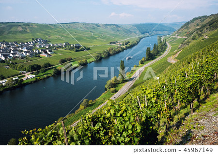 Vineyards of the Moselle Valley in Germany Vineyards of the Moselle Valley in Germany 45967149