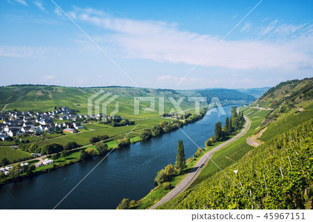 Vineyards of the Moselle Valley in Germany 45967151