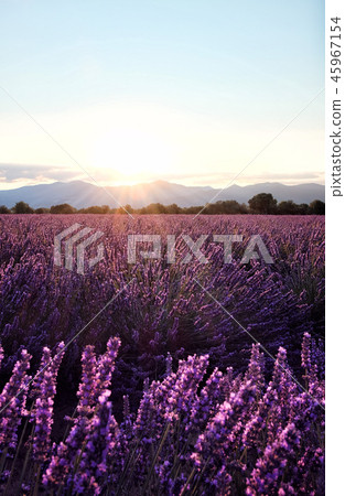 Morning sun rays over blooming lavender field 45967154