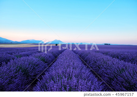 Morning sun rays over blooming lavender field 45967157