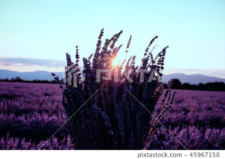 Morning sun rays over blooming lavender field 45967158