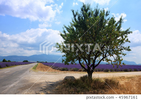 Rural landscape with lavender field and a tree Rural landscape with lavender field and a tree 45967161
