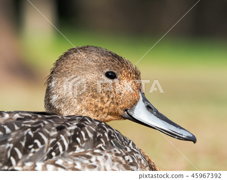 鴨嘴獸 鴨嘴獸 45967392