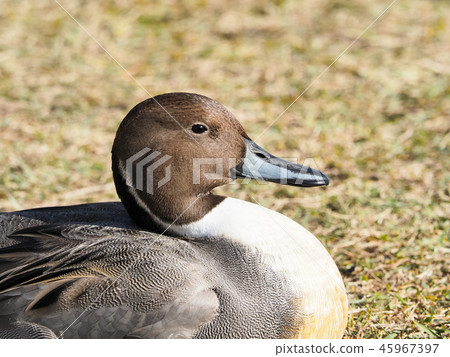 Male of the nurse Male of the nurse 45967397