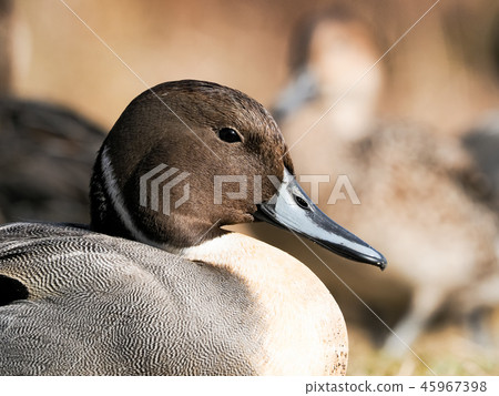 男護士 男護士 45967398