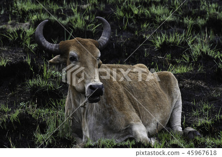 Southern African Cattle Nguni Bull In Burnt Field Southern African Cattle Nguni Bull In Burnt Field 45967618