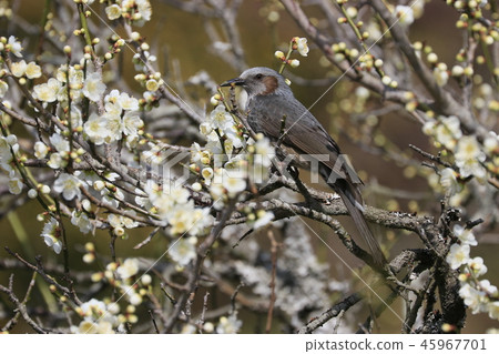 Plum blossoms Plum garden of Mihara city Sankeien Plum blossoms Plum garden of Mihara city Sankeien 45967701