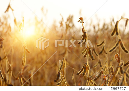 Soy field view against sunlight summer time 45967727