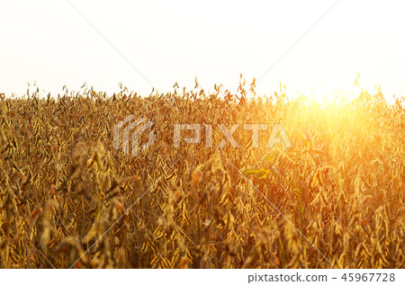 Soy field view against sunlight summer time 45967728