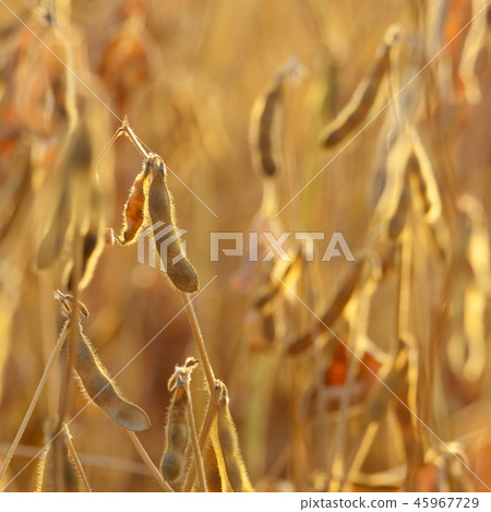 Ready for harvest Soy pods on stem in the fields 45967729