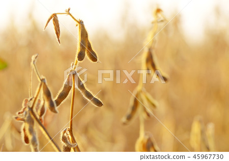 Ready for harvest Soy pods on stem in the fields 45967730