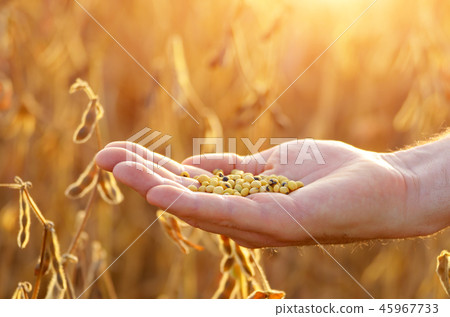 Harvest ready soy beans in human hand  45967733
