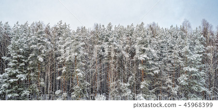 Snowy winter landscape Snowy winter landscape 45968399
