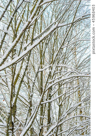 Winter forest background Winter forest background 45968403