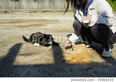 貓·流浪貓·外貓·茶虎·鐵鏽圖案·玩耍 45968419