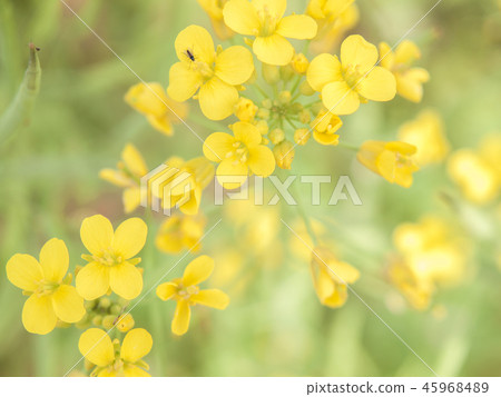 簇擁的黃色小花 45968489