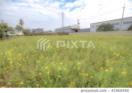 一望無際的花海 45968490