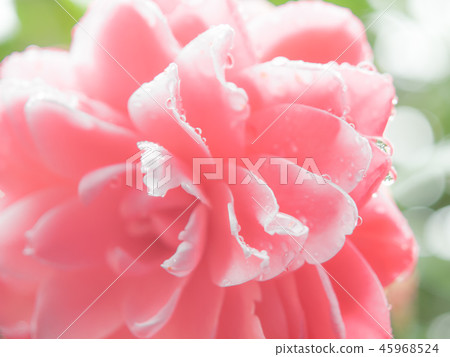 Romantic pink rose Romantic pink rose 45968524