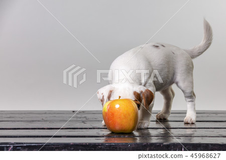 Little puppy licks big apple. Beautiful dog tasting the apple. 45968627
