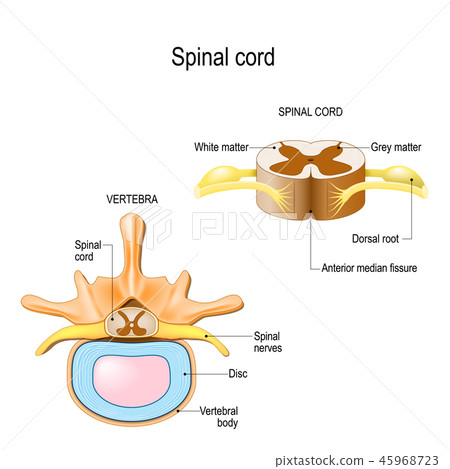 spinal cord 45968723