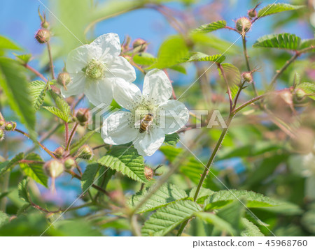藍天與白梅花 藍天與白梅花 45968760