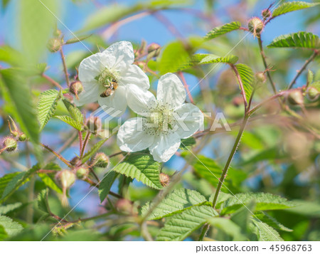 Blue sky with white plum blossoms 45968763