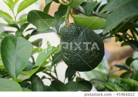 Citrus Grandis. Citrus Grandis. 45968822