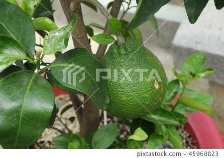 Citrus Grandis. Citrus Grandis. 45968823
