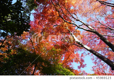 Maple · Wide-angle · Autumn leaves · Sunny · Blue sky · Beautiful Maple · Wide-angle · Autumn leaves · Sunny · Blue sky · Beautiful 45969123
