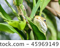 Close-up of a snake Close-up of a snake 45969149