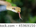 Close-up of a snake Close-up of a snake 45969150