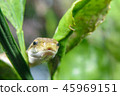Close-up of a snake Close-up of a snake 45969151