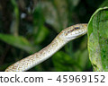 Close-up of a snake Close-up of a snake 45969152