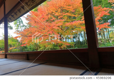 Autumn leaves of Takahosen-in (Kyoto Ohara) Autumn leaves of Takahosen-in (Kyoto Ohara) 45969206