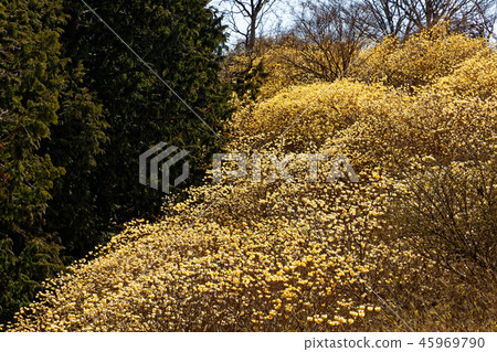 Mitsumata community of the Tanzawa and Gongen Yamazaki Line 45969790