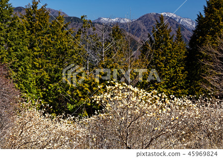 Tanzawa-Koto-Do Maru-Sato從Mitsumata開花的山脊看到的降雪線 45969824