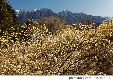 Tanzawa-Koto-Do Maru-Sato從Mitsumata開花的山脊看到的降雪線 45969825