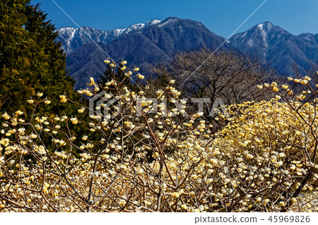Tanzawa-Koto-Do Maru-Sato從Mitsumata開花的山脊看到的降雪線 Tanzawa-Koto-Do Maru-Sato從Mitsumata開花的山脊看到的降雪線 45969826