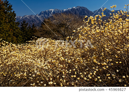 Tanzawa-Koto-Do Maru-Sato從Mitsumata開花的山脊看到的降雪線 Tanzawa-Koto-Do Maru-Sato從Mitsumata開花的山脊看到的降雪線 45969827