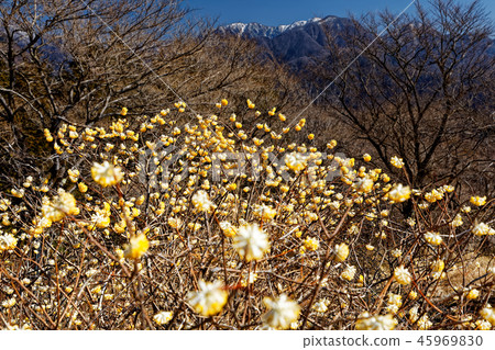 Tanzawa-Koto-Do Maru-Sato從Mitsumata開花的山脊看到的降雪線 Tanzawa-Koto-Do Maru-Sato從Mitsumata開花的山脊看到的降雪線 45969830