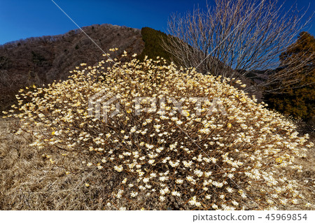 Mitsumata開花的Tanzawa-Gongenyama山的風景 45969854