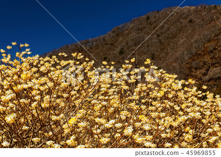 Mitsumata開花的Tanzawa-Gongenyama山的風景 45969855