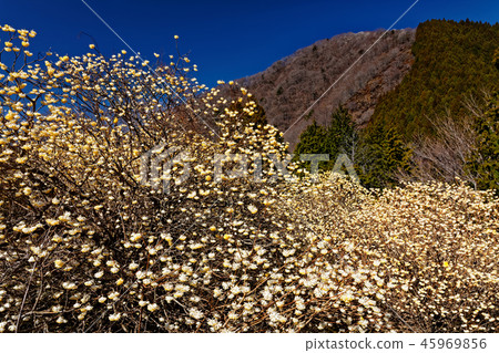 Mitsumata開花的Tanzawa-Gongenyama山的風景 45969856