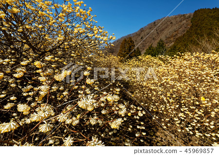 Mitsumata開花的Tanzawa-Gongenyama山的風景 45969857