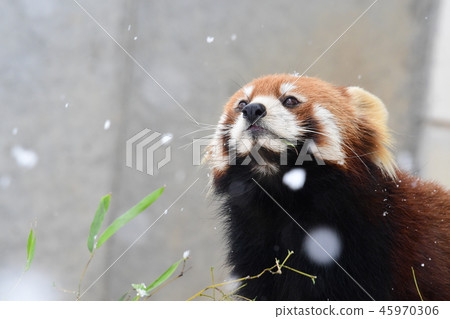 Lesser Panda Tiara 1 enjoying powder snow Lesser Panda Tiara 1 enjoying powder snow 45970306